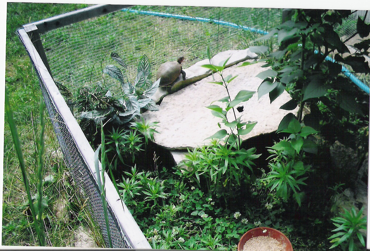 Three-Toed Box Turtle in outdoor enclosure.