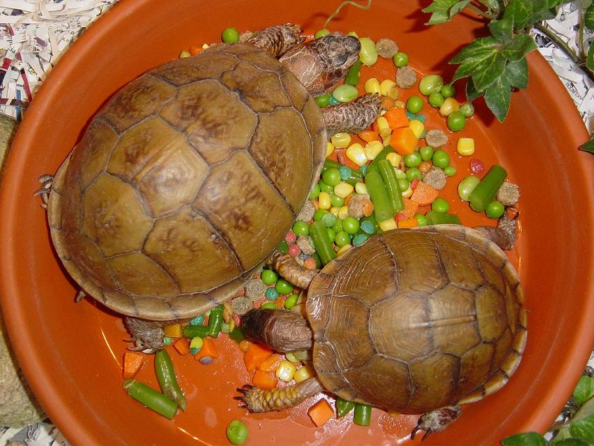 Eastern Box (left) & Three-Toed Box (right)