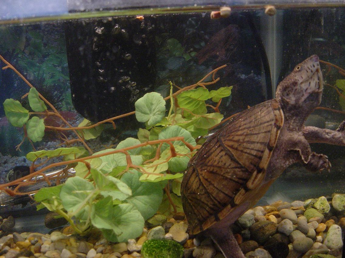 Female Loggerhead Musk Turtle