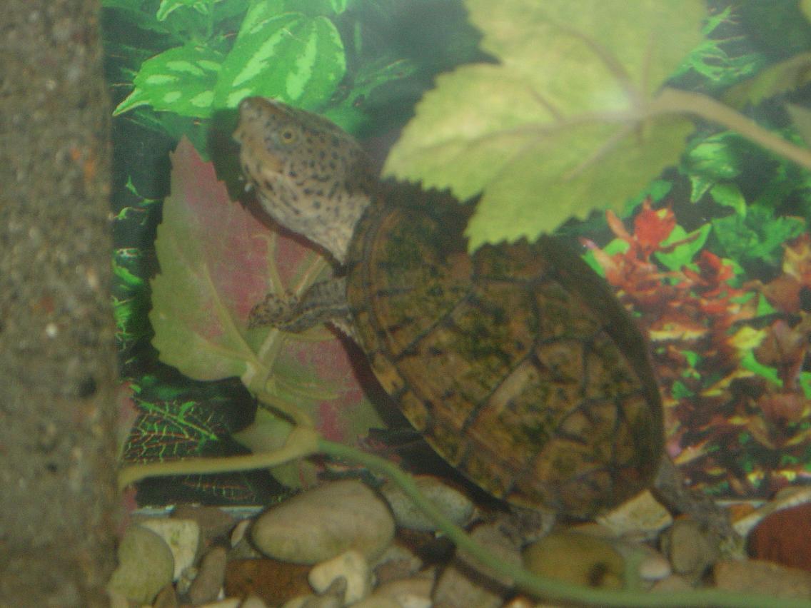 Male Loggerhead Musk Turtle