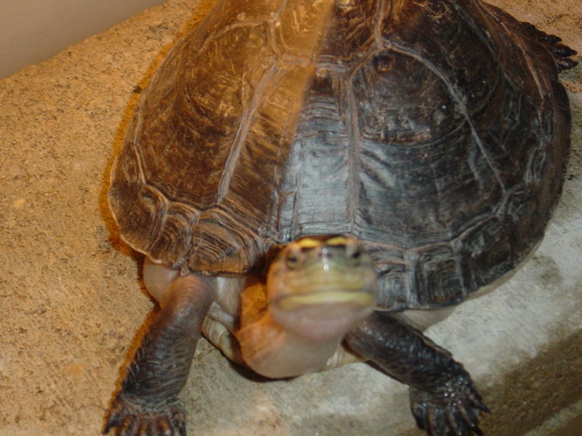 Male Malaysian Box Turtle