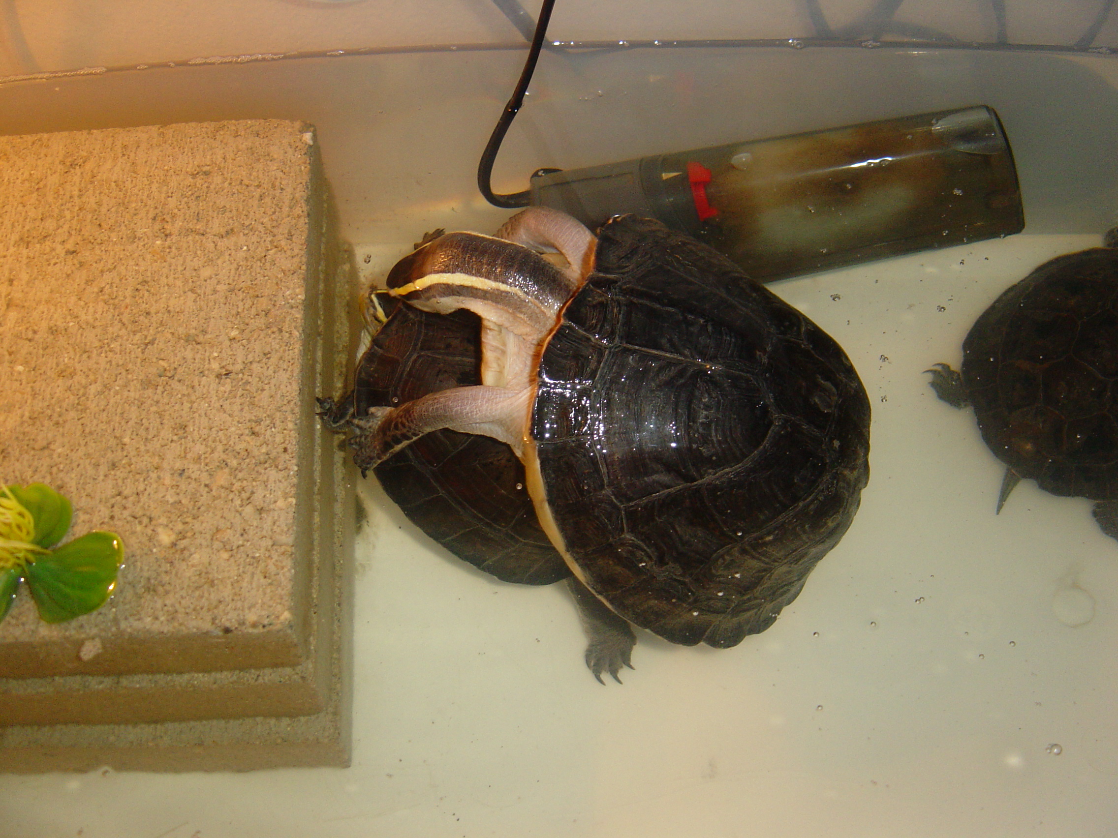Male mating with female.