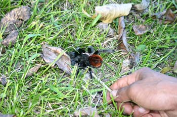IMG_0950
