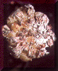 colourtop.gif (73435 bytes)
