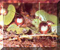 Helmet_Orchid2PD.jpg (30611 bytes)