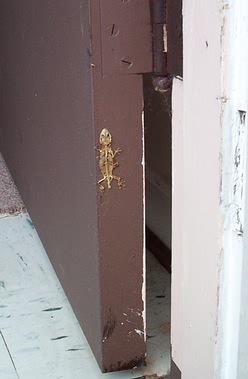 The gecko smooshed in our door