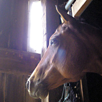 Horses Halo