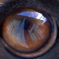 Dogs Eye View