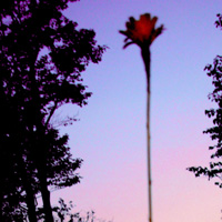 Flower Tree