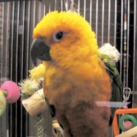 Parrot Pete