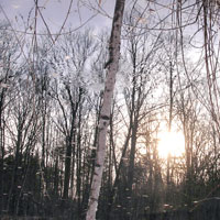 Tree Reflection
