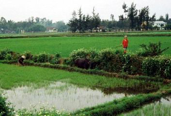 Rice Paddy