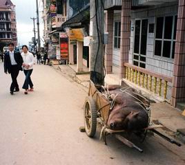A Pig for Tet