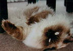 Cocoa doing Yodan 