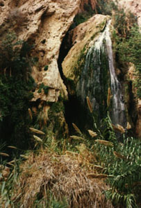 Nahal David