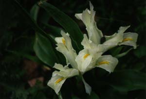 Lilies