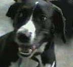 Meeka  doing Yodan 