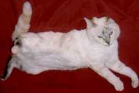 Missy doing Yodan