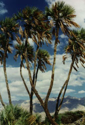 Doum palms