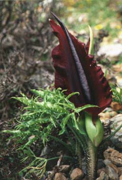 Drakondia plant