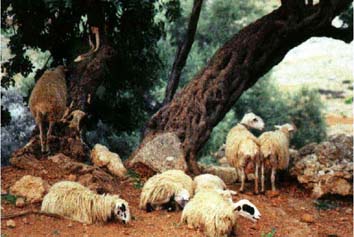 Bunch of sheep
