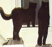 Our two cats