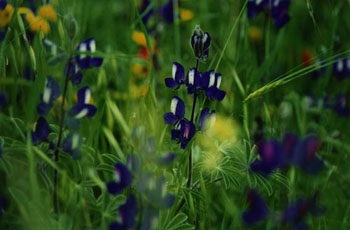 Termosim flowers