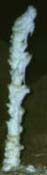 stalagmite