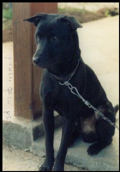 Dog