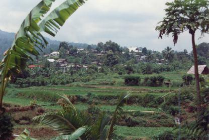 Tomohon (on left Bananas,on right Papaya Tree )