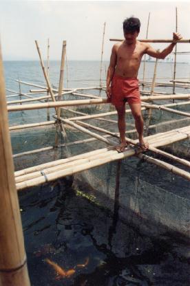Gold fish farmer above his harvest
