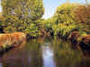 Odense Natur.JPG (78080 byte)