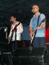 WishboneAsh 02.JPG (71011 byte)