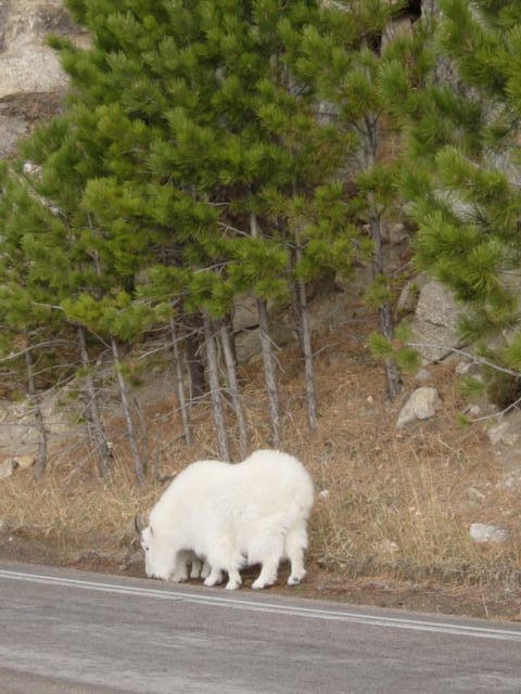 Mountain goats wondering in Mt. Rushmore National Park