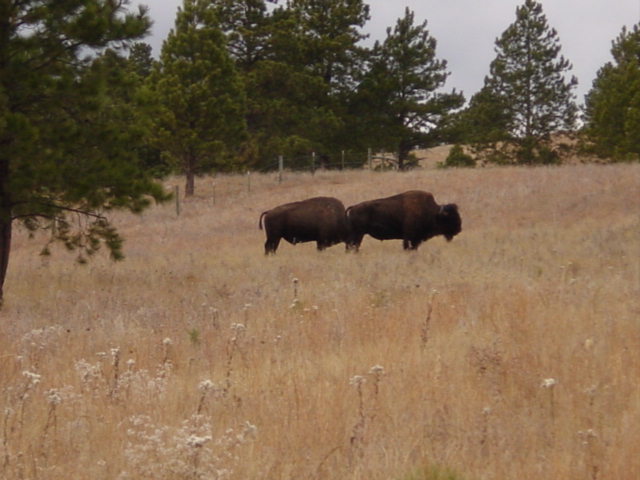 Buffalo of the Badlands