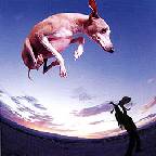 Flying Dog
