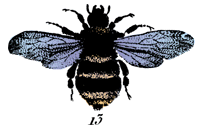 Bee