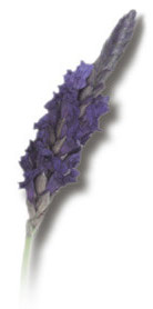 California Lavender