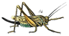 Cricket