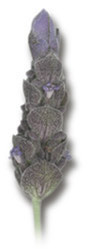 English Lavender