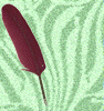 Quill