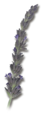 French Lavender