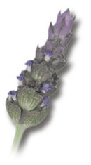 Spanish Lavender