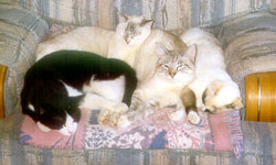 Family of Cats