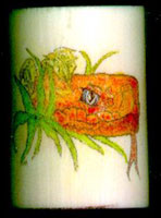 scrimshaw