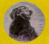 scrimshaw