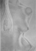 dw014.jpg