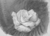 dw035.jpg
