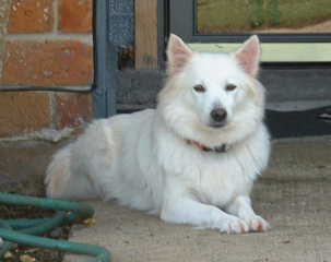 Lovey - the Queen