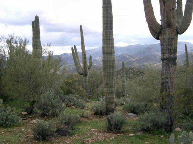 Arizona Landscape